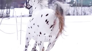 حصان الاصيل