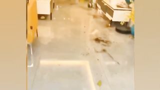 Funniest cat's and dog's 2024|| make you Laugh????????????