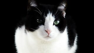 Beautiful cat