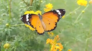 Enchanting World of Butterflies