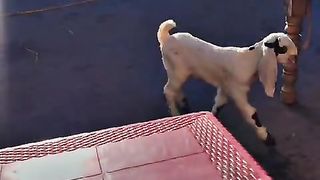 Goat kids playing