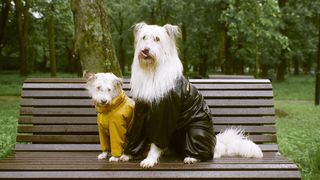 Funniest cat's and dog's| make you Laugh