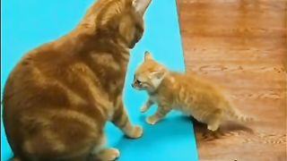 Cats having a cute fight