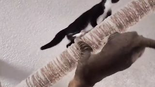 Cats at Play