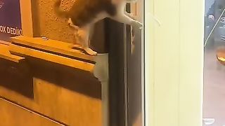 #fadyup #cat#fadyup