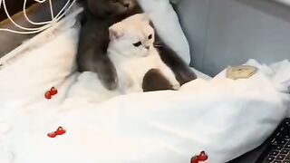 cute cat watching TV