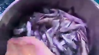 Il est_time_to_eat._Beluga_whale_eats_fish._Little_fish_in_Hutan.(360p).