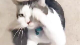 cat waiting for cuddles