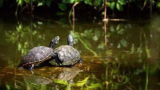 Turtles on a Lake - adalinetv