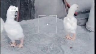 Ko ko