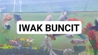 IWAK BUNCIT