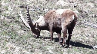 Bouquetin, Montagnes, Animaux