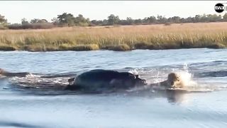 a frightened lion meets a giant dog