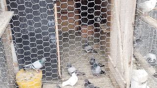 pigeons