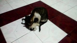 Cat Familly