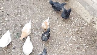 Hens and roostets