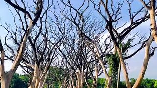 A road nature of Art | NatureArt