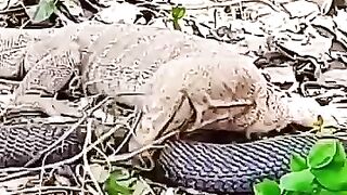 Comodo VS Snake