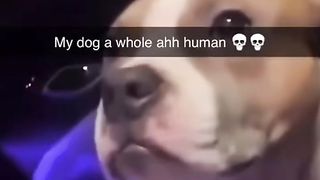 Funny animal videos I found on Instagram and Tiktok #shorts #funnyanimals #cat #funnypets #funny