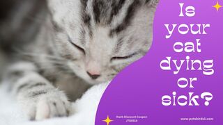 Cat dying symptoms | Causes of cat death #pets_birds #cat_death