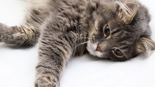 How can you tell when your cat is dying #pets_birds #cat