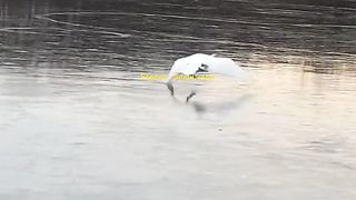 Swan, a bird that symbolizes loyalty