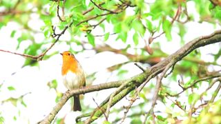 Robin bird forest viral video with nice moaning sound