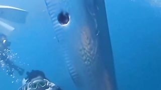 Oar fish are deep sea fish that appear to the surface as a sign that there will be a tsunami or apocalypse