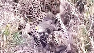 Animal romantic life video ❤️❤️❤️