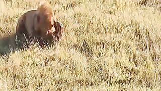 The king of the jungle is unbeatable