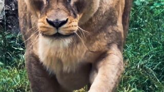 Photographing a female lion in a close-up view