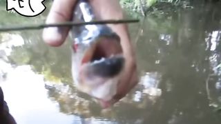 Be careful with piranha fish, their teeth are as sharp as knives
