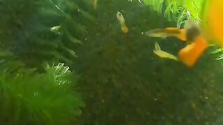 fishtank