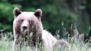 Brown bear eats grass