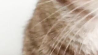 #funnycat #funnycatvideos #cat #funny #funnycatoscar #cuteandfunnycat #funnycats #funnyvideo #funnycat2024 #funnycatmoments #smartcat