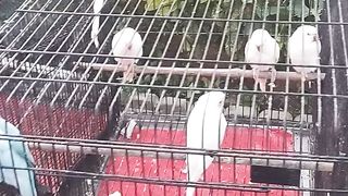 Birds and parrots at chirpy park
