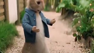 Rabbit funny movie