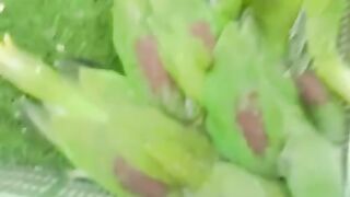 Green carpet or parrot