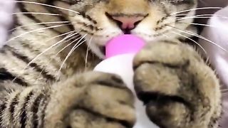 #funnycat #funnycatvideos #cat #funny #funnycatoscar #cuteandfunnycat #funnycats #funnyvideo #funnycat2024 #funnycatmoments #smartcat