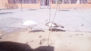 White parinda ll beautiful chicken