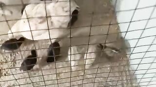 Don't keep me in cage