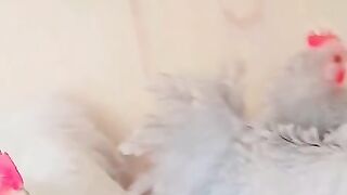 White pair of