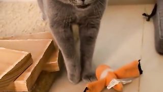 #funnycat #funnycatvideos #cat #funny #funnycatoscar #cuteandfunnycat #funnycats #funnyvideo #funnycat2024 #funnycatmoments #smartcat