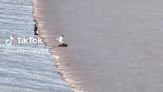 Ocean meet