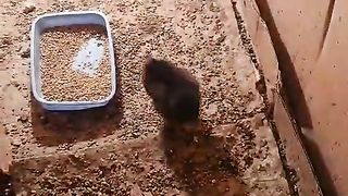 Some of the chicken