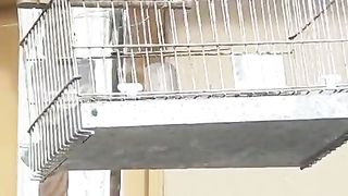 The cage is here