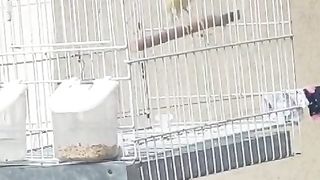 Yellow parrot in the cage