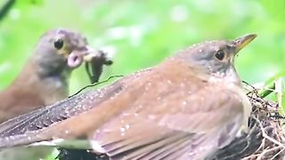 Baby birds are everything to there parent birds