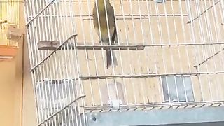 Keep me away from the cage