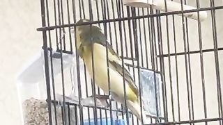 Yellow parrot in the cage